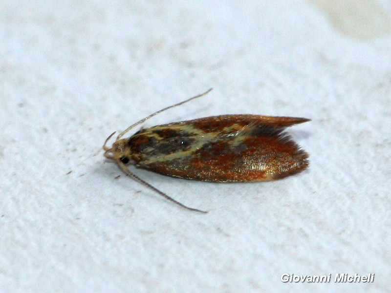 Microlep. da id - Metalampra  sp - Oecophoridae